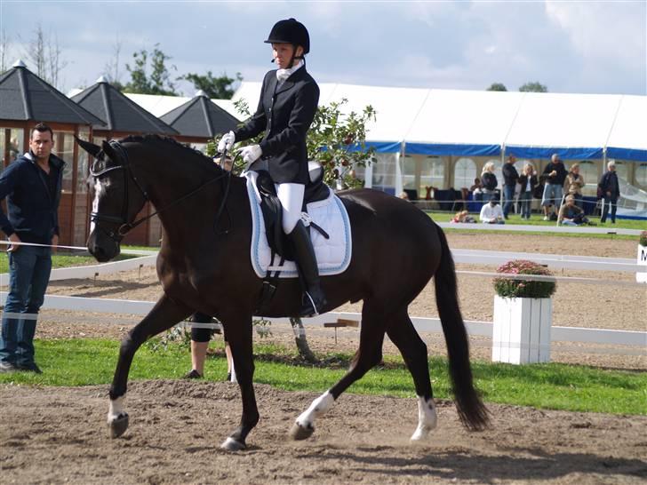 Dansk Varmblod Tjørnelys Lazarus - Stævne - August 09 (Foto: Horsepictures.dk) billede 12