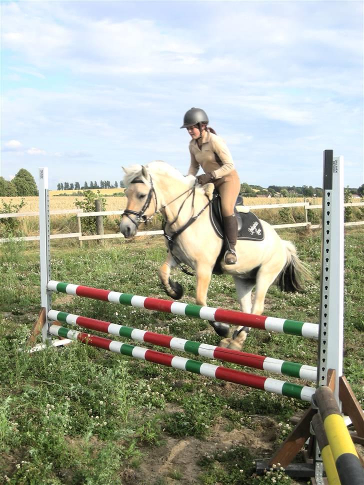 Fjordhest Jydegårdens Luna billede 12