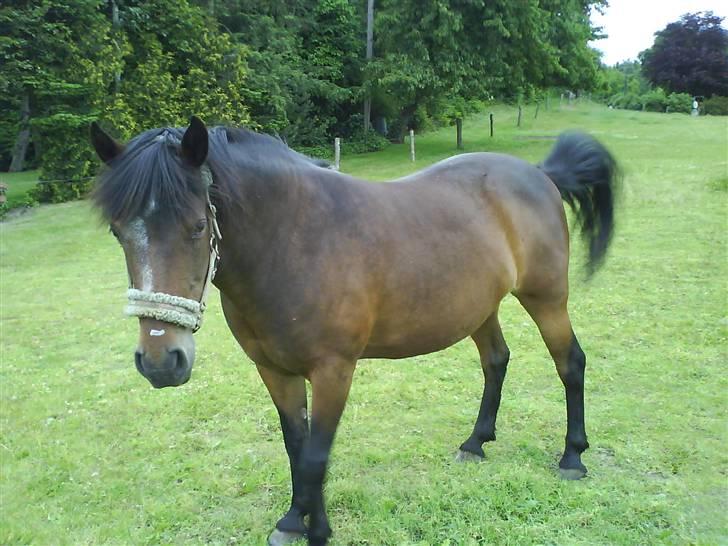 New Forest • Shila • - 17.o6-2oo9 :) billede 16