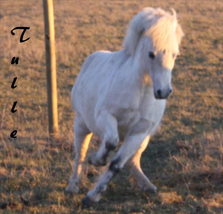 Shetlænder Christina´s Tulle  - Velkommen til Tulle :) billede 1