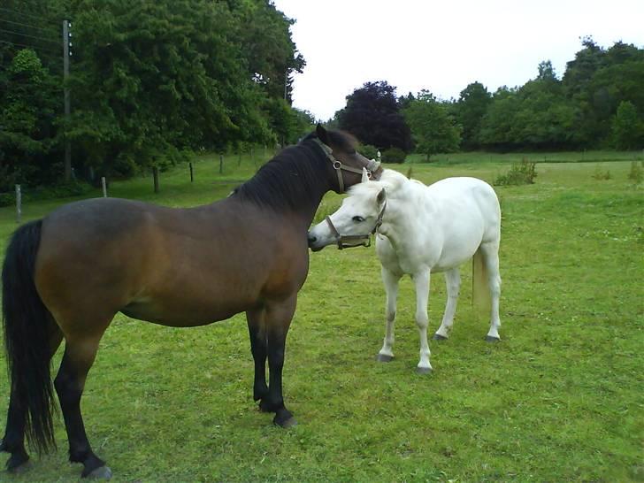 New Forest • Shila • - Shila og Maj  17.o6-2oo9 :) billede 17