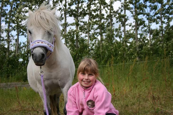 Shetlænder Christina´s Tulle  - Vi er så søde på billeder, og det er ikke engang så slemt.  billede 2