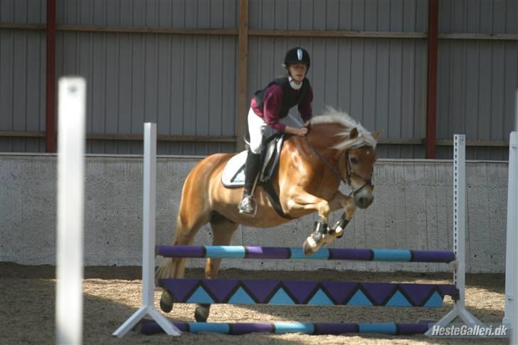 Anden særlig race Odin  - Mig og bod til sløjfespring på HES! ;) Fotograf; Sarah Harwell. Takkk ! :D   billede 19