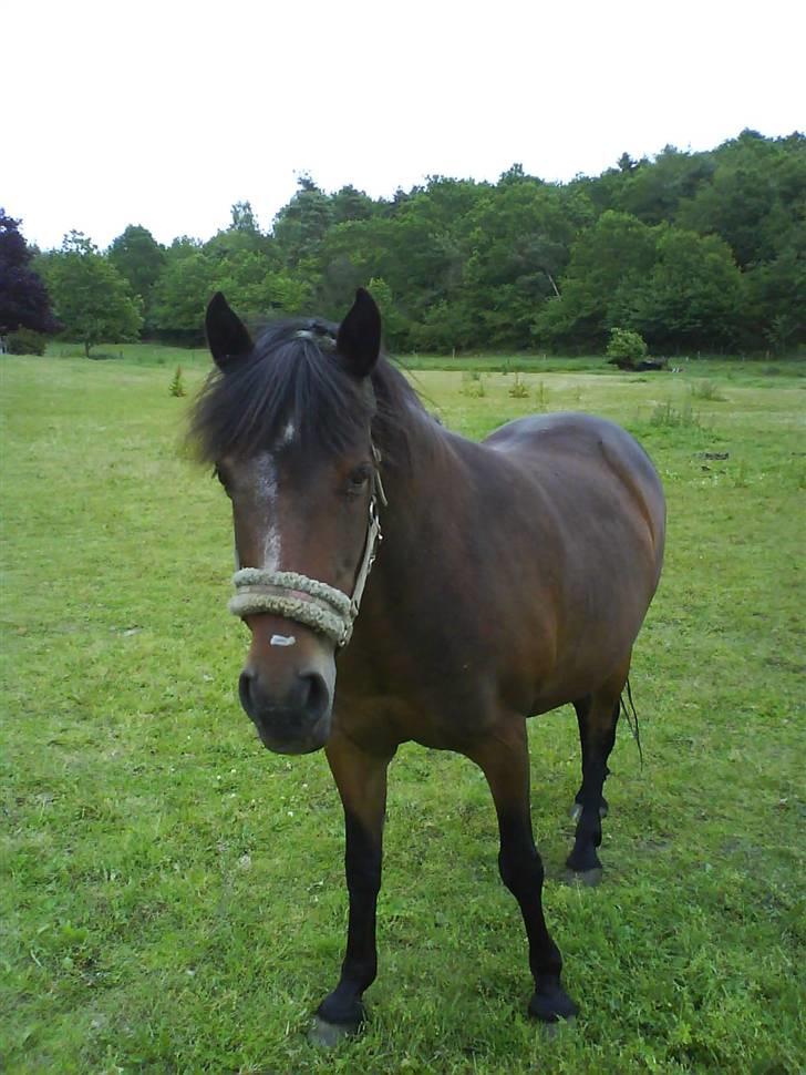 New Forest • Shila • - Smukke Shila <3 17.o6-2oo9 :) billede 18