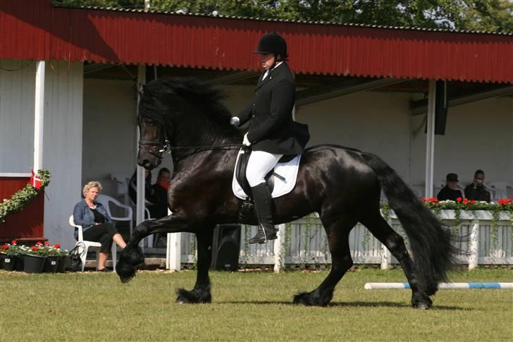 Frieser Melle van de Gonda - 14.06.2009 Fra dressuren på dyrskuet billede 9