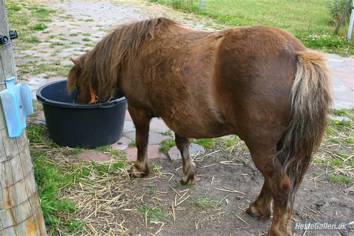 Shetlænder speedy  - nr. 9´ han er så dejlig min lille dreng! ;´). billede 9