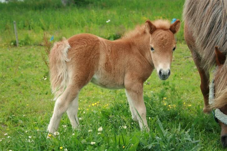 Shetlænder Hercules billede 1