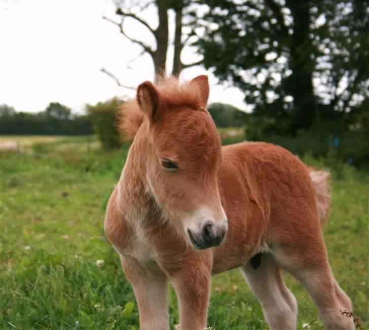 Shetlænder Hercules billede 8