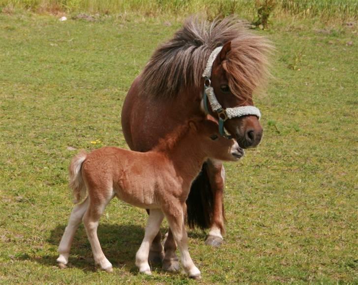 Shetlænder Hercules billede 9