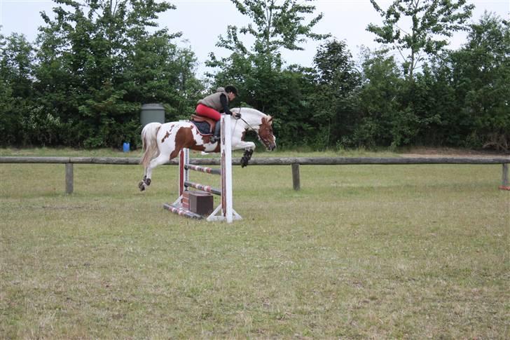 Anden særlig race Malles Chipsy SOLGT billede 11