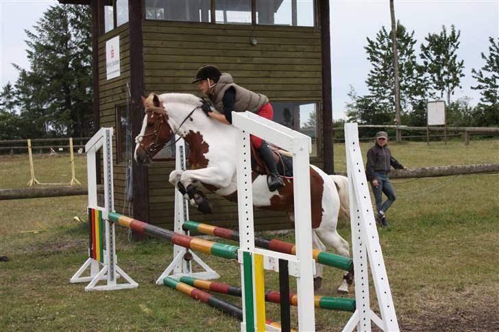 Anden særlig race Malles Chipsy SOLGT billede 13