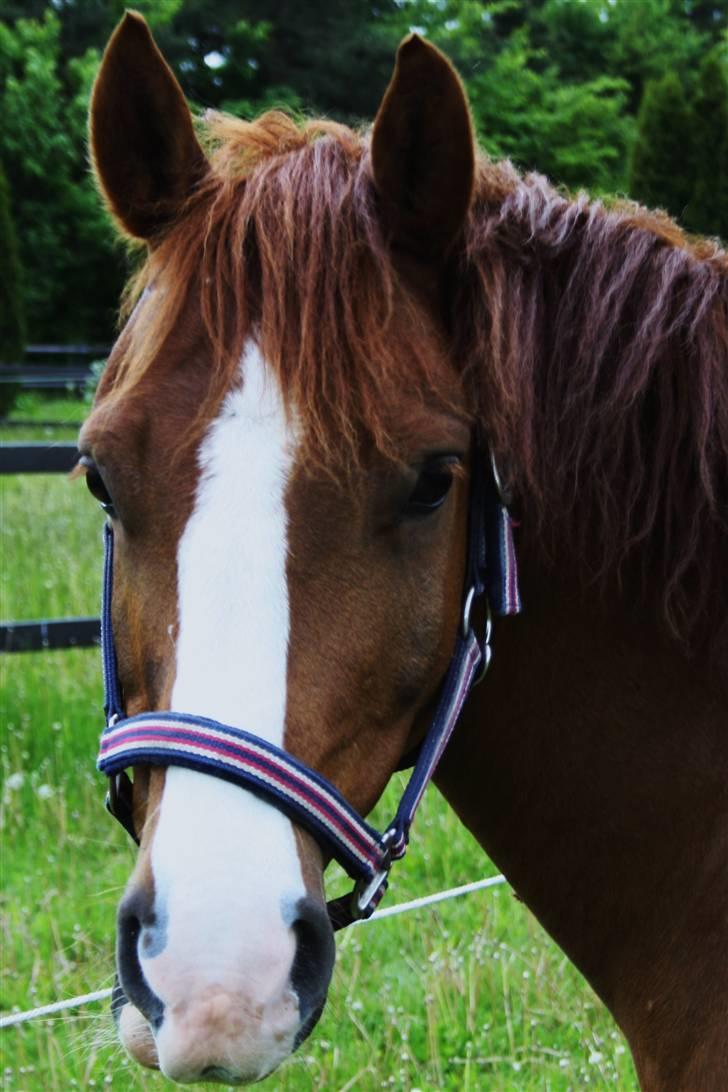 Anden særlig race Zafir <3 Ikke min mere :( - Hej og velkommen (: billede 1