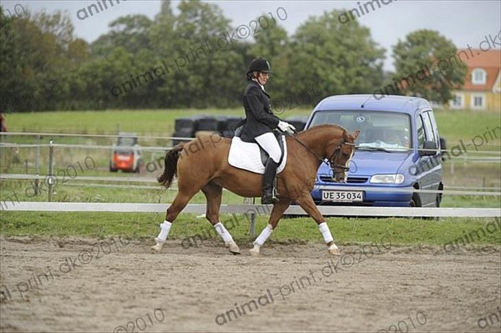 Anden særlig race Zafir <3 Ikke min mere :( - La 1 på lejre rideklub - vi red til 67 % og vandt klassen!!! billede 3