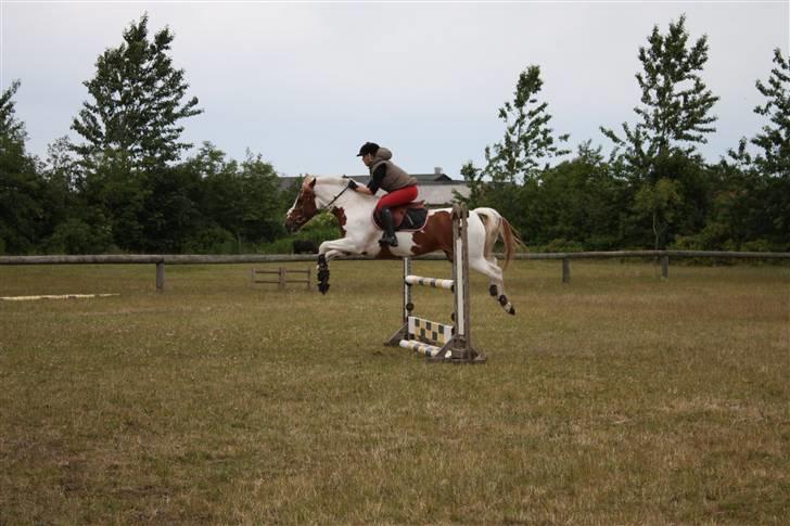 Anden særlig race Malles Chipsy SOLGT billede 17