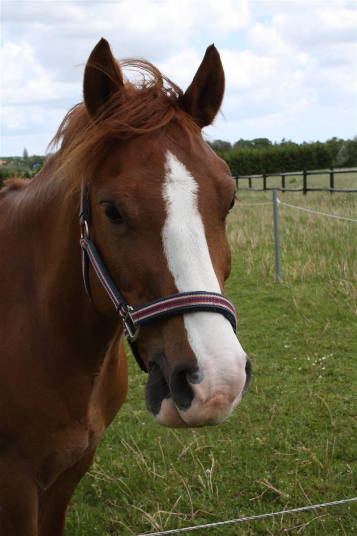 Anden særlig race Zafir <3 Ikke min mere :( - Fiin <3 billede 6