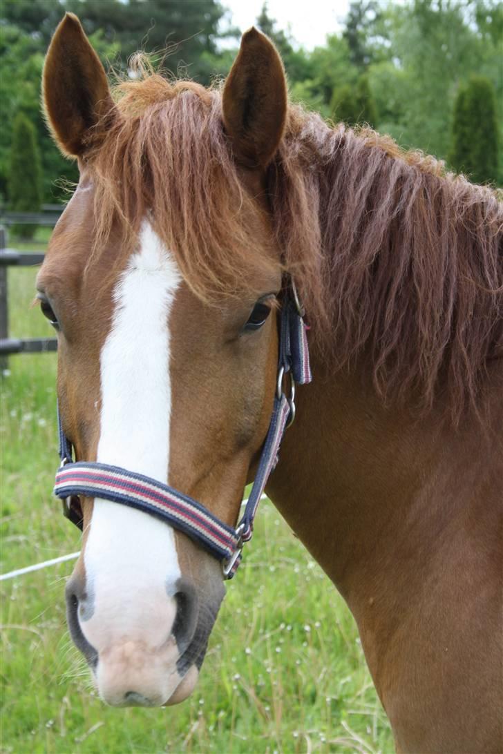 Anden særlig race Zafir <3 Ikke min mere :( - Lækker!  billede 7