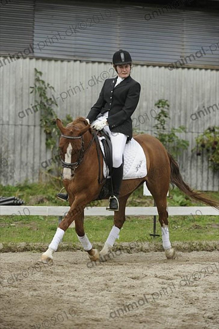 Anden særlig race Zafir <3 Ikke min mere :( - La 1 på lejre rideklub - vi red til 67 % vinder af klasse :D billede 8