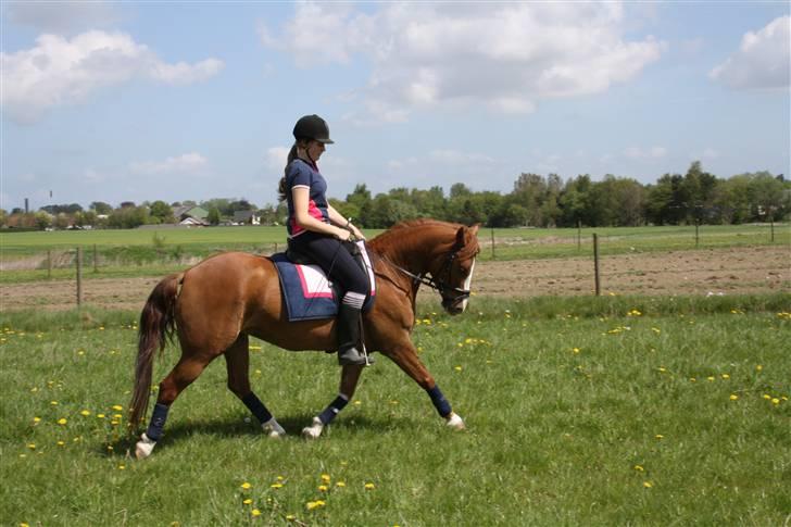 Anden særlig race Zafir <3 Ikke min mere :( - Dressur billede 9