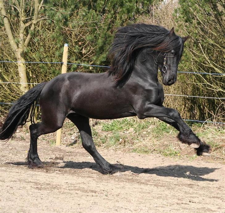 Frieser Tycho B billede 1