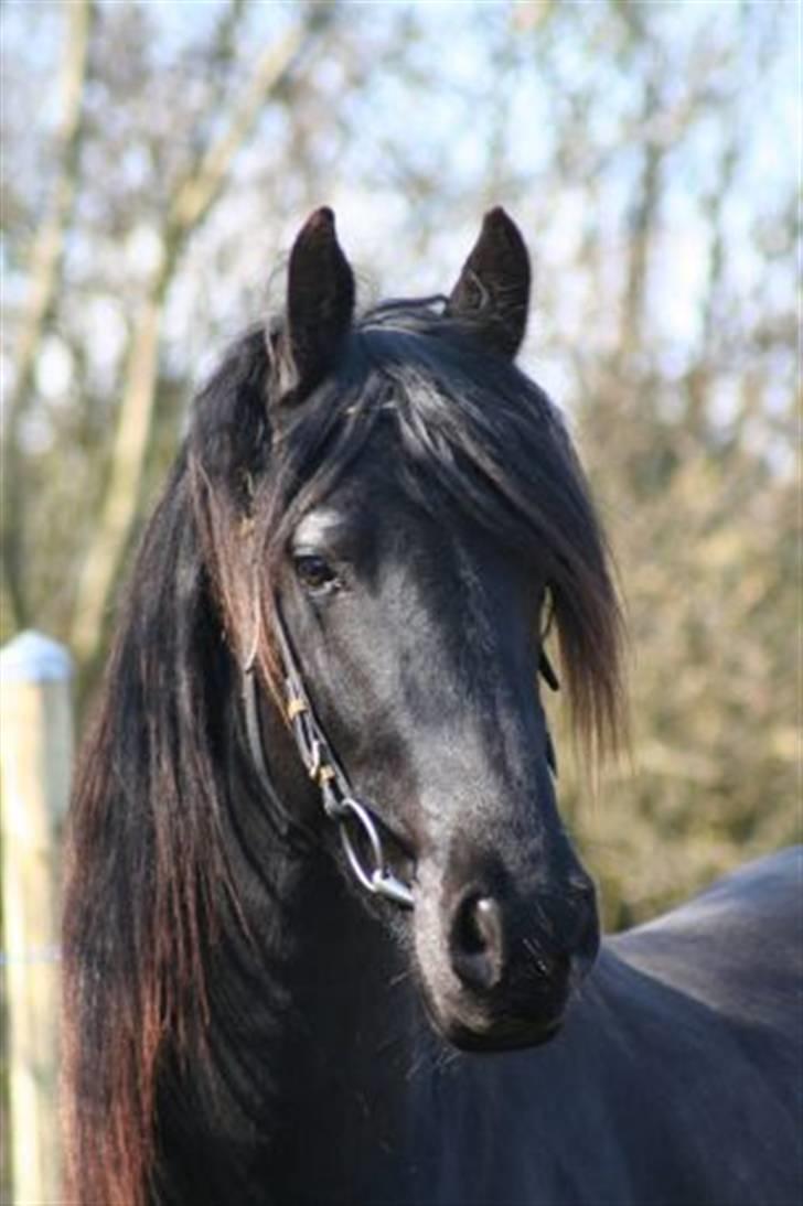 Frieser Tycho B billede 2