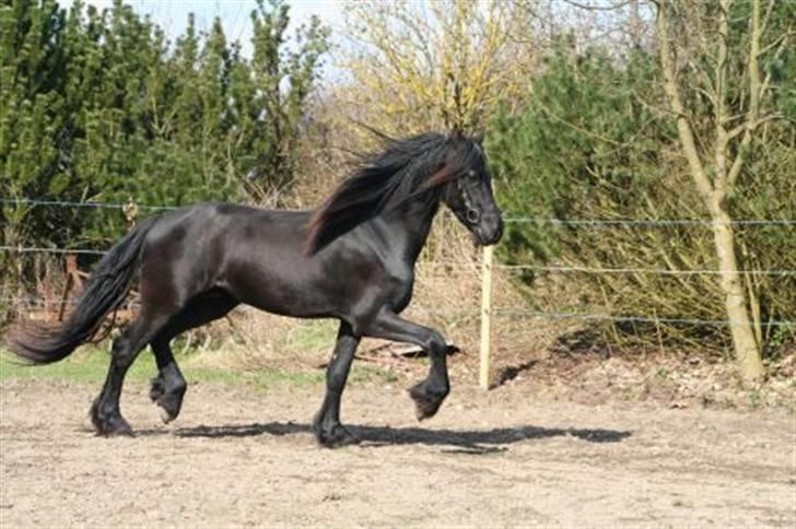 Frieser Tycho B billede 4