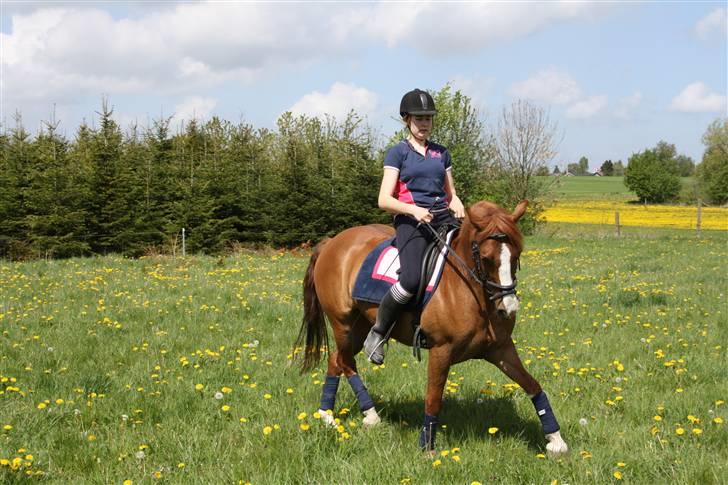 Anden særlig race Zafir <3 Ikke min mere :( - Schenkelvigning billede 10