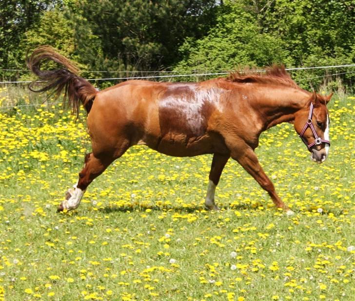 Anden særlig race Zafir <3 Ikke min mere :( - Rodeo tøsen billede 11