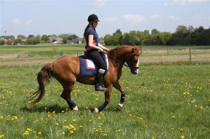 Anden særlig race Zafir <3 Ikke min mere :( - Dressur billede 12