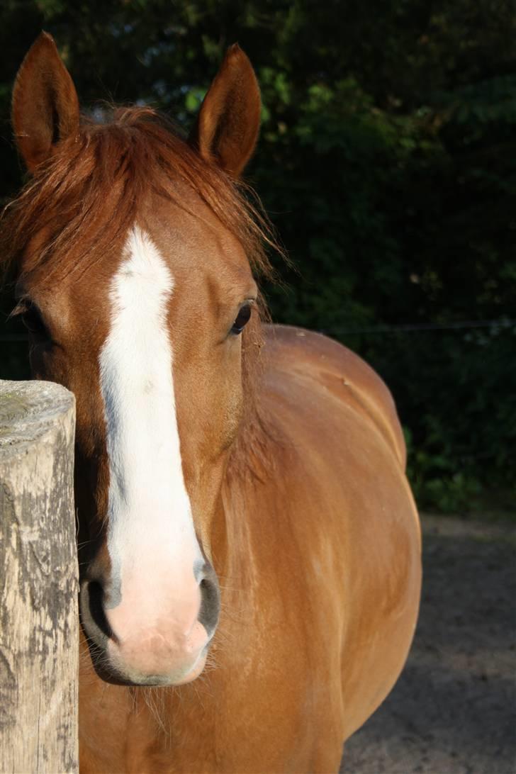 Anden særlig race Zafir <3 Ikke min mere :( - Model billede 13