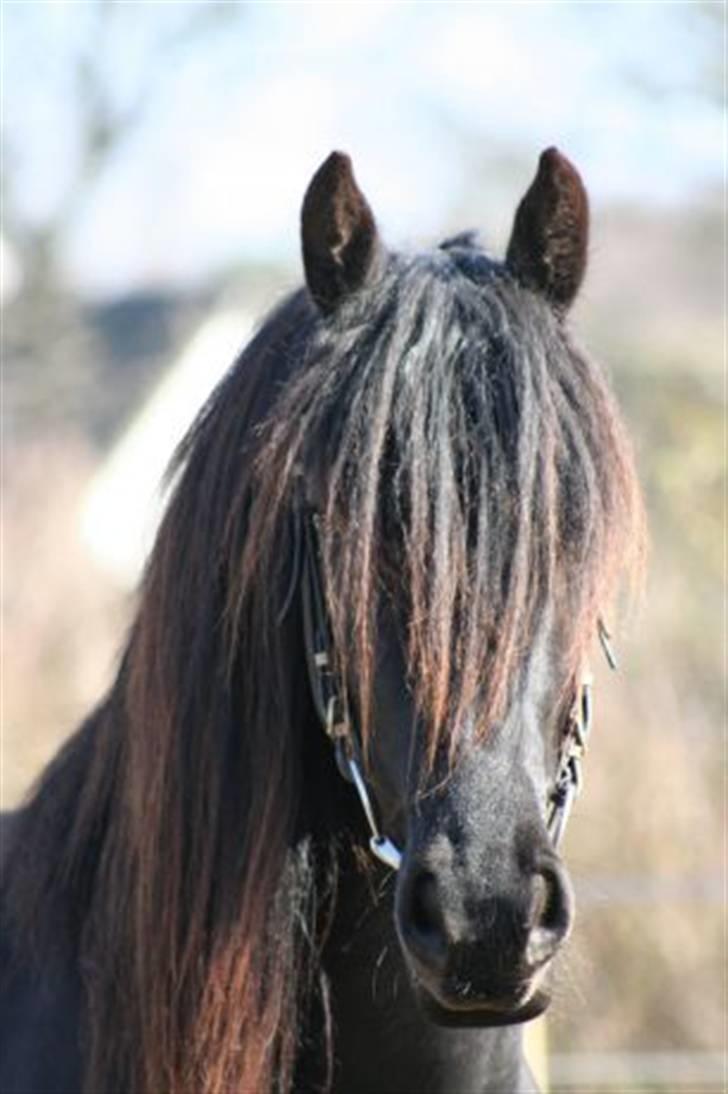 Frieser Tycho B billede 5