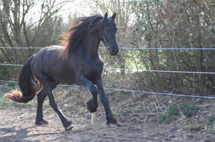 Frieser Tycho B billede 6