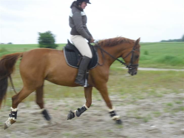 Pinto Coco Nyberg Solgt. - min veninde der rider coco billede 17