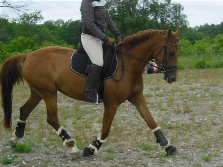 Pinto Coco Nyberg Solgt. - min veninde der rider coco billede 18