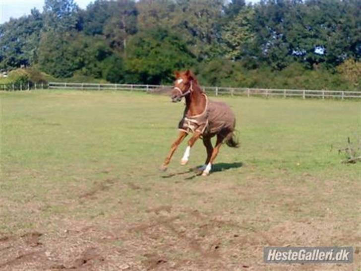 Dansk Varmblod Smejki Bernstein(part) - Glad Smejki på fold.. billede 4