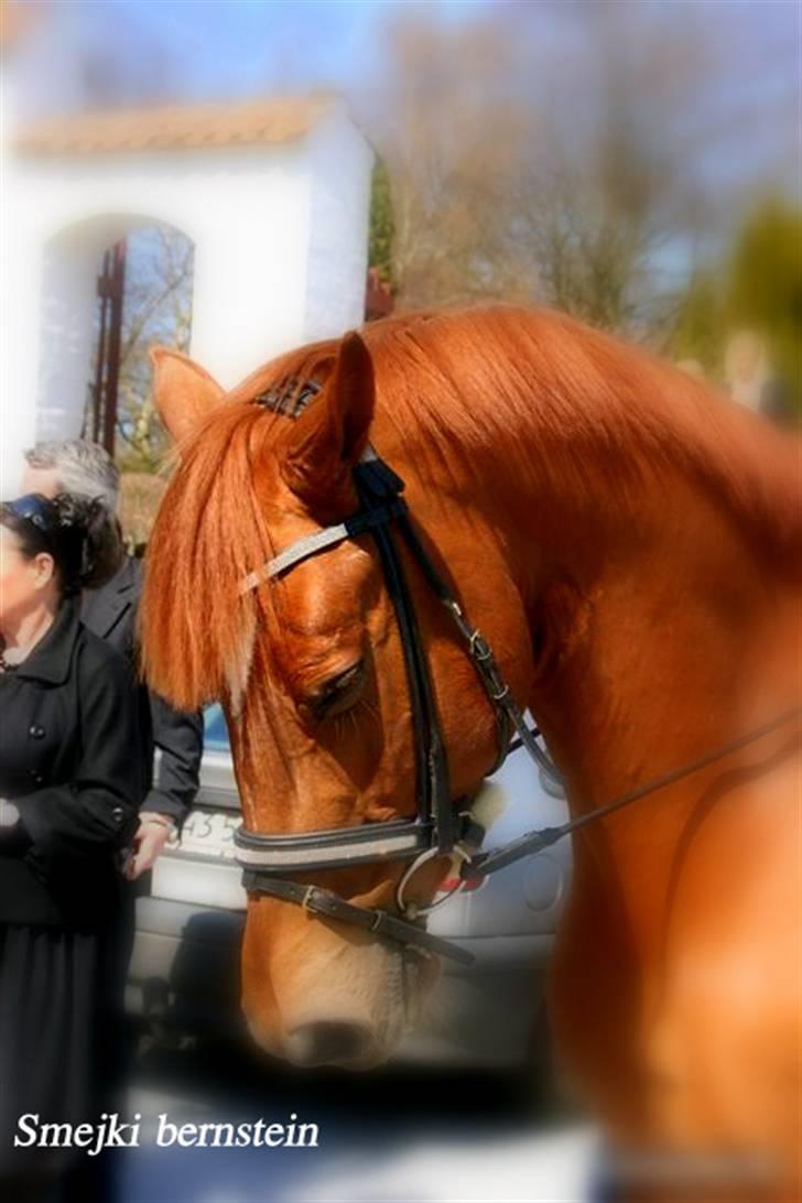 Dansk Varmblod Smejki Bernstein(part) billede 5