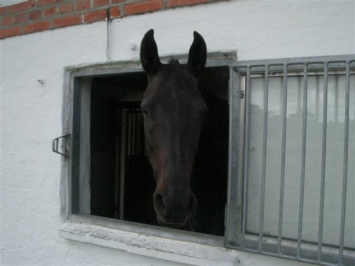 Dansk Varmblod Toftegården Don Aikido  - Pigen kigger ud af vinduet :) billede 10