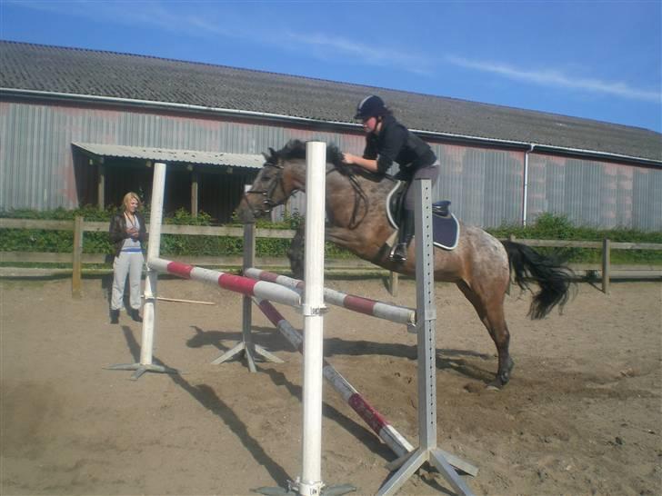 Anden særlig race Gipsy - træning til sponserspring ca. 105 cm der :) billede 20