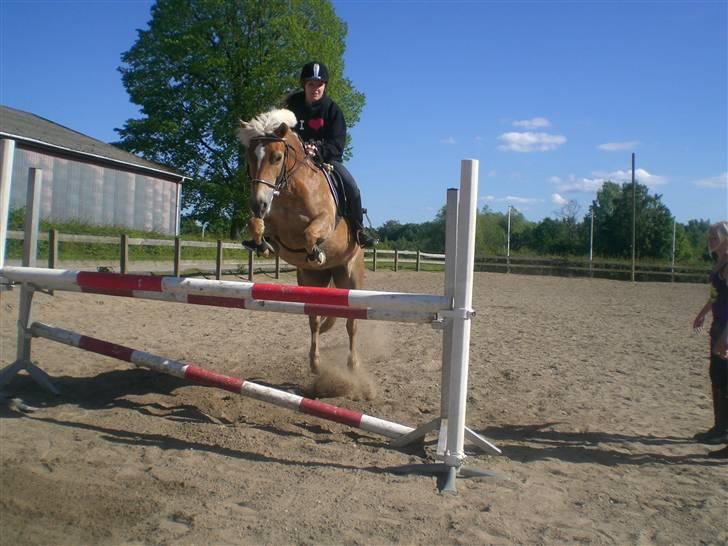 Haflinger Charming Cilla billede 20