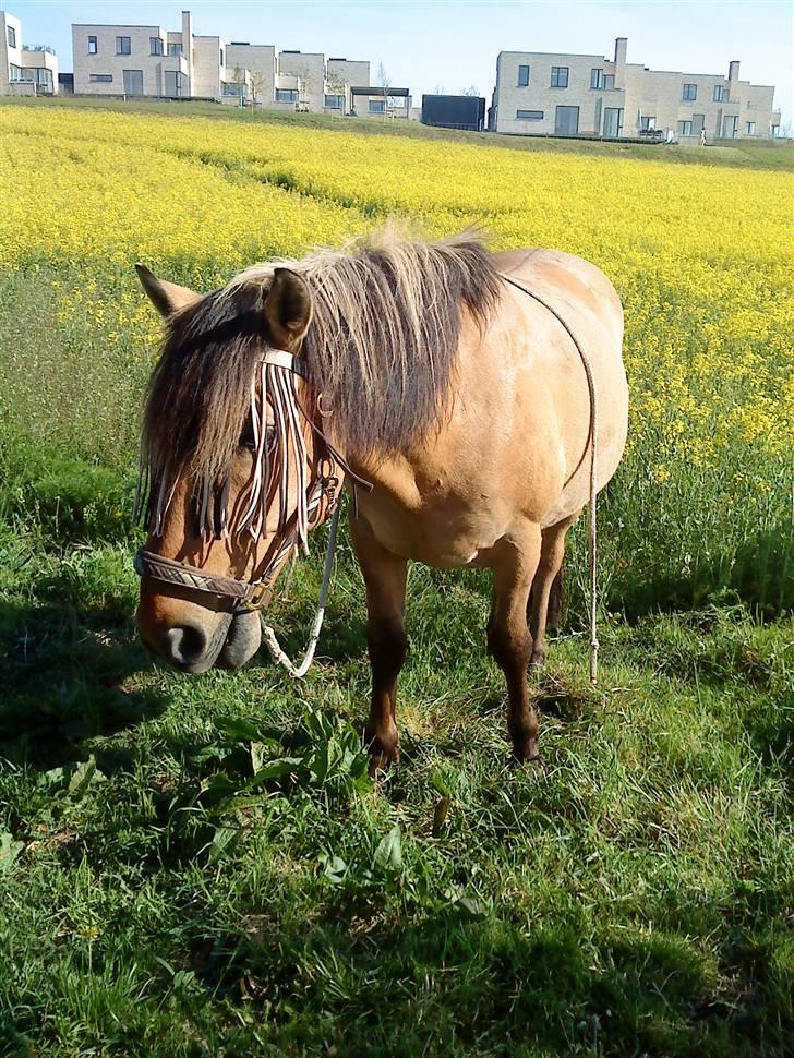 Anden særlig race Lukas SOLGT :( - Lukas Ude Og Græse,  billede 3