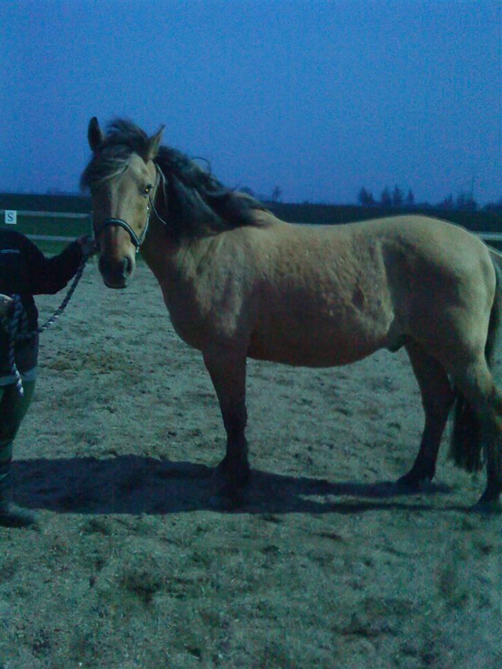 Anden særlig race Lukas SOLGT :( - Første Øje Kast Med Lukas, Det Var Første Gang Jeg Så Ham, Og Der Købte Jeg Ham. Og Fortryder Intet. billede 6