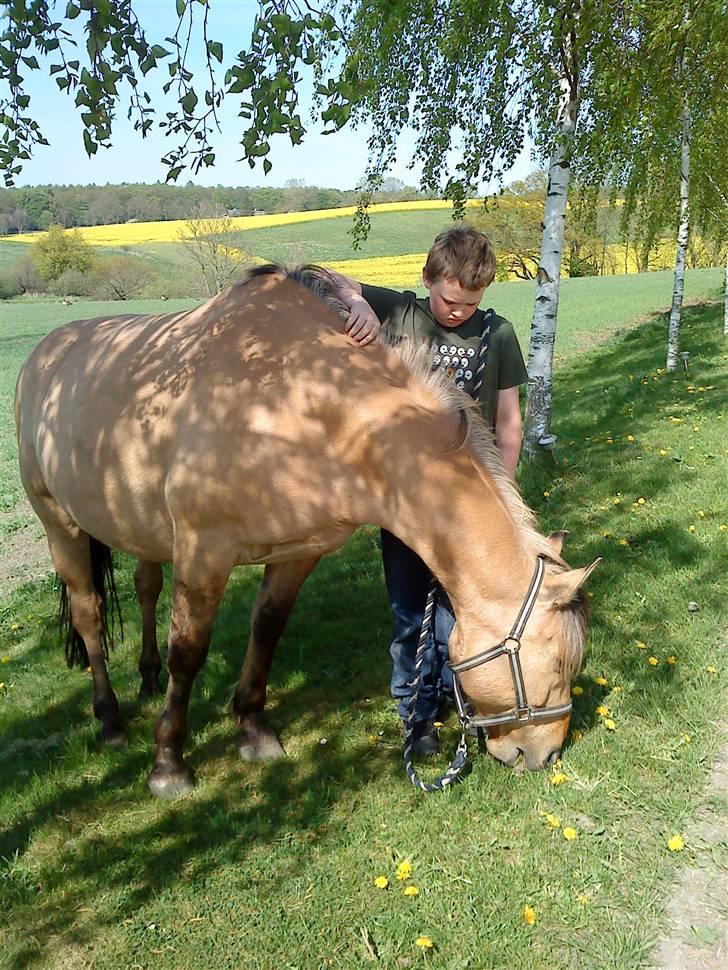 Anden særlig race Lukas SOLGT :( - Lukas Og Min Lillebror Ude Og Græse.  billede 7