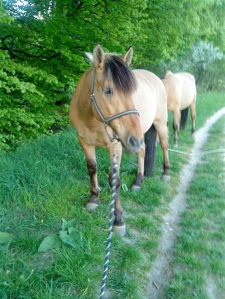 Anden særlig race Lukas SOLGT :( - Første Dag Jeg Havde Ham,. Der Var Vi Ude Og Græse, Dino Er I Baggrunden. billede 8