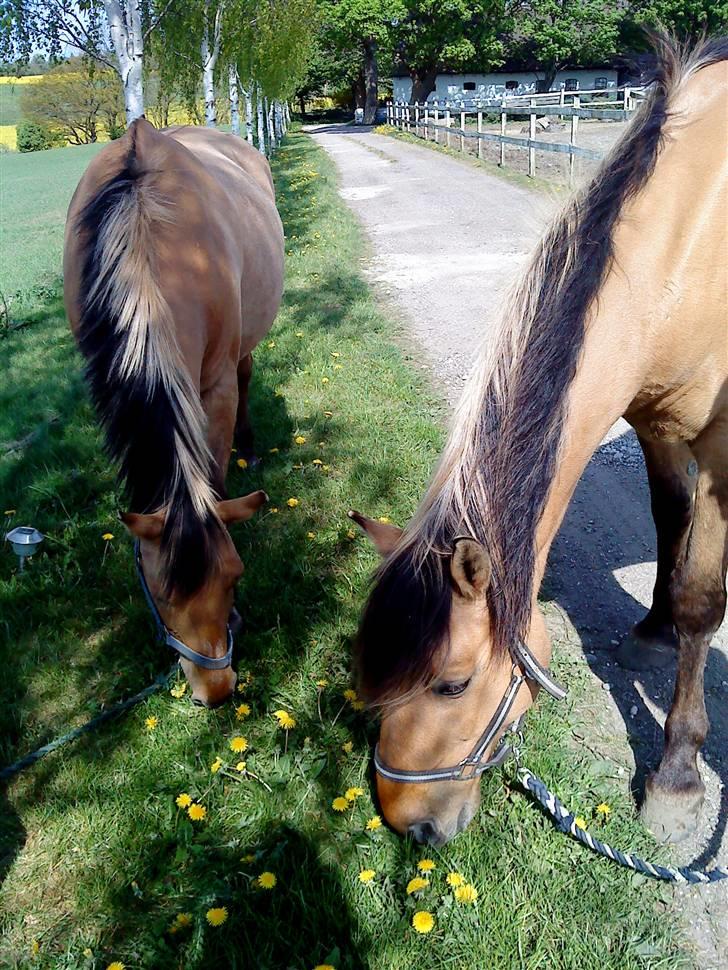 Anden særlig race Lukas SOLGT :( - Lukas Og Dino Ude Og Græse. Bedste Venner.  billede 9