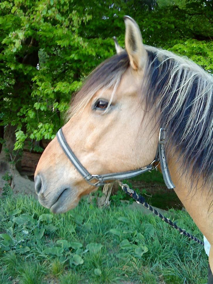 Anden særlig race Lukas SOLGT :( - Os Første Dag Jeg Havde Ham, billede 10