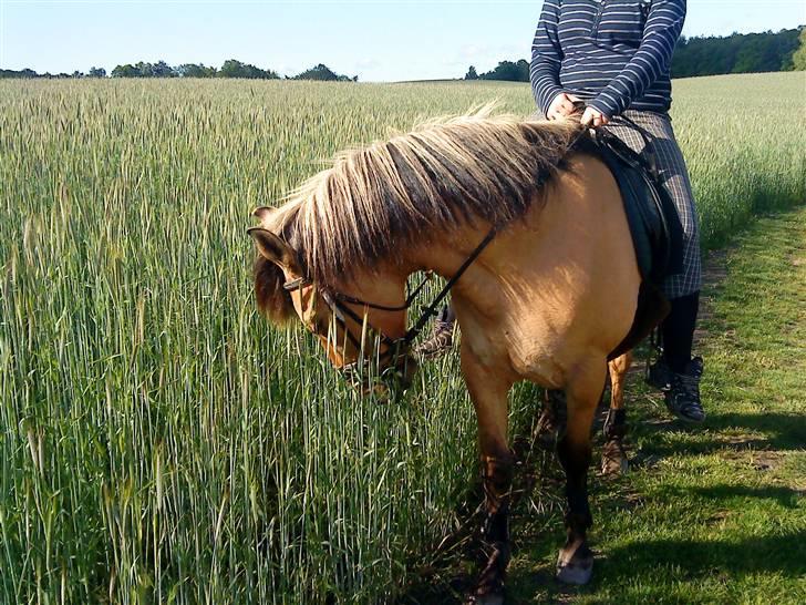 Anden særlig race Lukas SOLGT :( - Lukas Tror Altid Han Skal Græse Når Vi Er Ude Og Ride. Der Bliver Vi Lidt Ueninge billede 13
