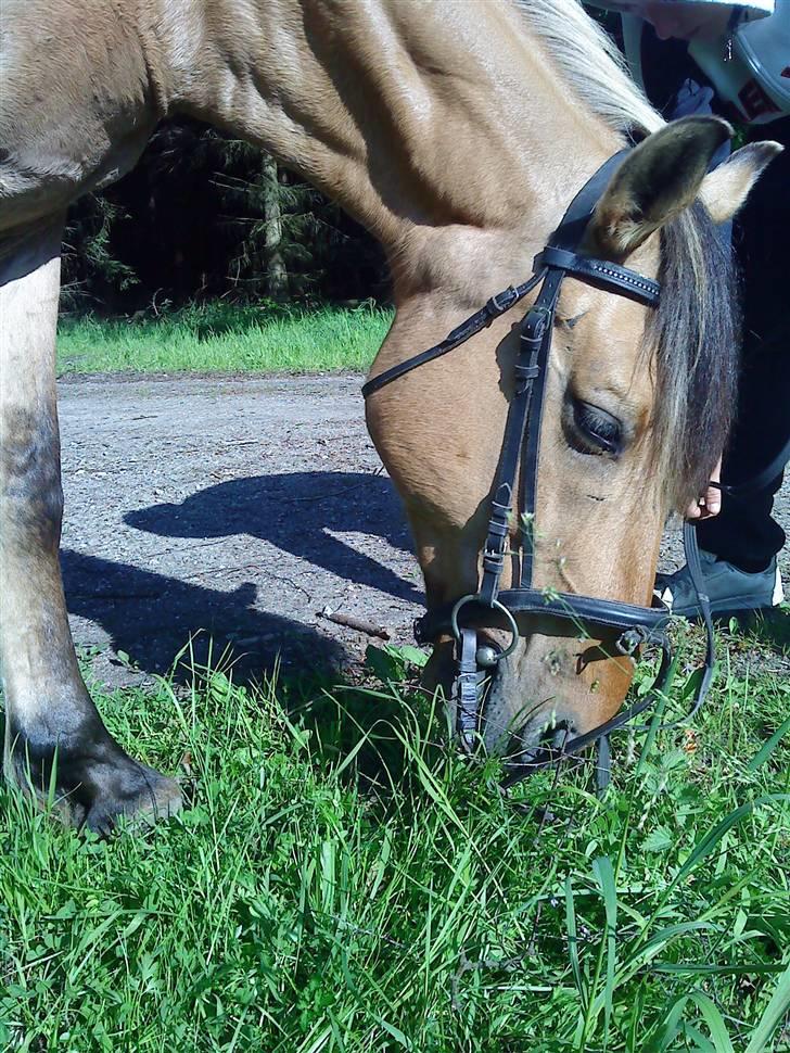 Anden særlig race Lukas SOLGT :( - Vi Står Inde I skoven Mig Og Min Kæreste Blev Trætte Såå Vi Slog Os Ned I skoven. Mens Lukas Fik Lov Og Stå Og Græse,  billede 16