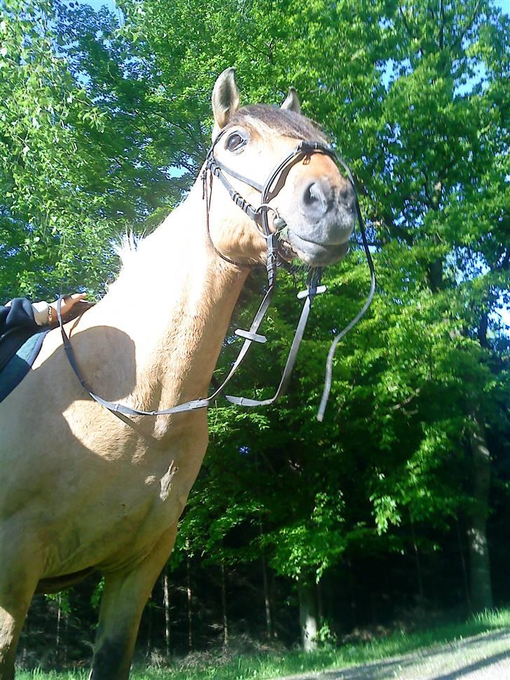 Anden særlig race Lukas SOLGT :( - Inde I Skoven, billede 17
