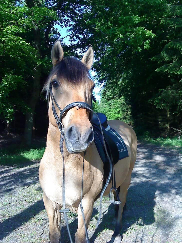 Anden særlig race Lukas SOLGT :( - Inde I skoven.  billede 18