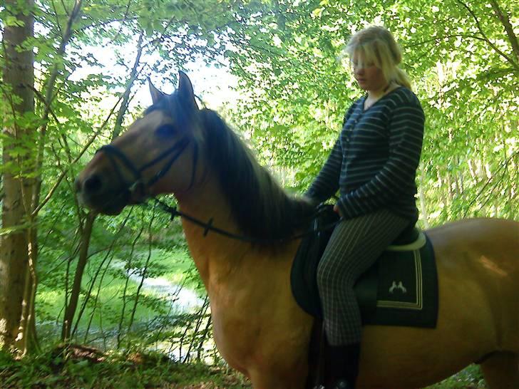 Anden særlig race Lukas SOLGT :( - Ude Og Ride En Lille Tur, I Den Dejlige Store Skov.  billede 19