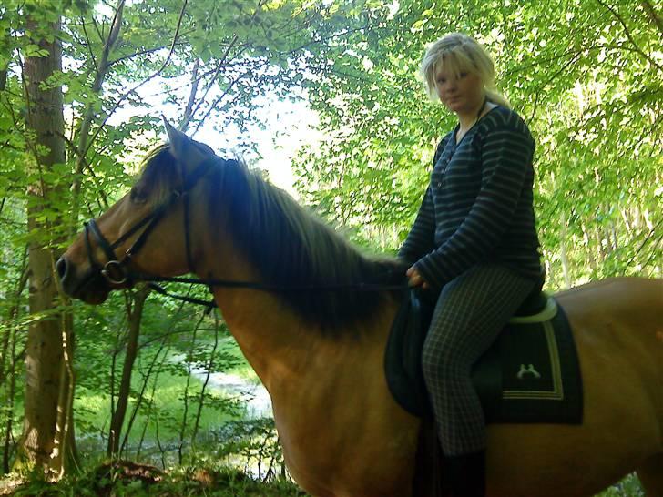 Anden særlig race Lukas SOLGT :( - Ude Og Ride En Lille Tur, I Den Dejlige Store Skov.  billede 20